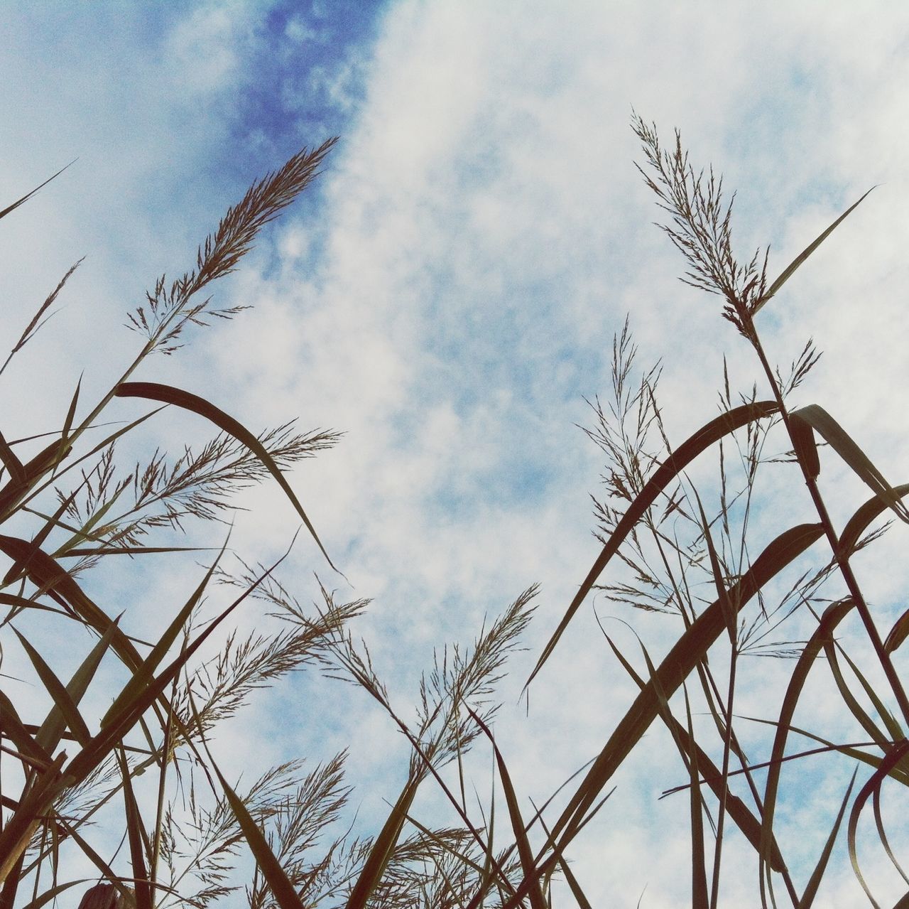 sky, low angle view, bare tree, cloud - sky, branch, nature, tranquility, cloudy, cloud, growth, dead plant, plant, beauty in nature, dried plant, twig, outdoors, tree, day, no people, dry