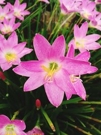 Close-up of pink flowers blooming outdoors