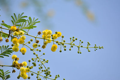 Low angle view of flowering plant against clear blue sky