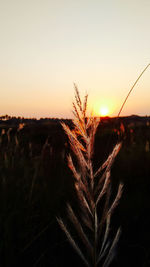 Close-up of silhouette plants growing on field against clear sky during sunset