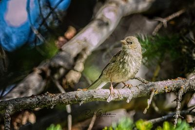 Close-up of bird perching on tree