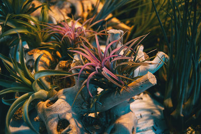Close-up of wilted flower plant