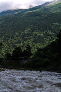 Scenic view of river flowing through forest