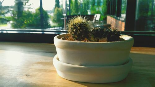 Close-up of potted cactus plant on table