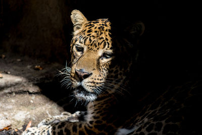 Close-up portrait of leopard