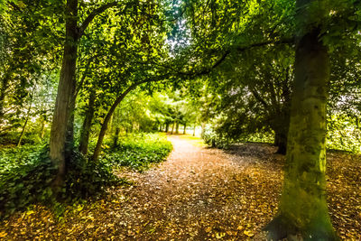 Narrow walkway along trees in park