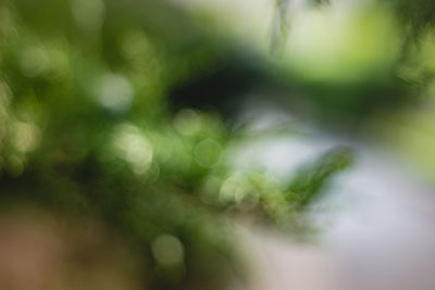 Defocused image of plants