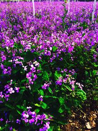 Full frame shot of pink flowers