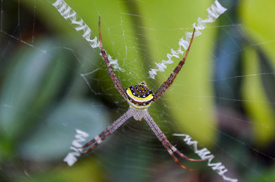 Close-up of spider web