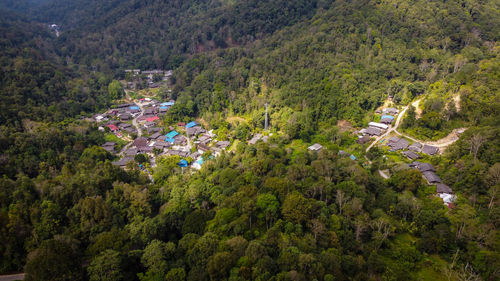 High angle view of trees and plants in forest