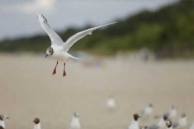 Seagull flying over a land