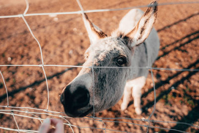 High angle view of donkey standing by fence