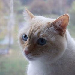 Close-up of a cat looking away