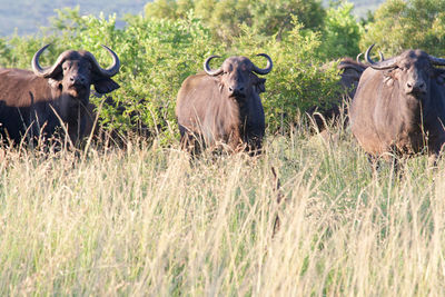 African buffaloes standing on field