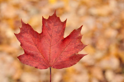 Close-up of maple leaf against blurred background