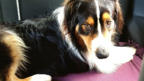 Close-up of dog lying down