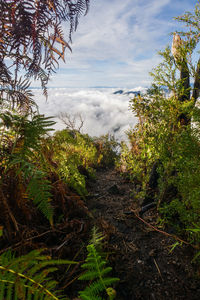 Plants growing on landscape against sky