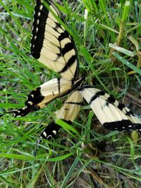 Close-up of butterfly perching on grass