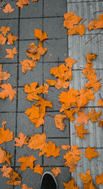 High angle view of orange maple leaves on footpath