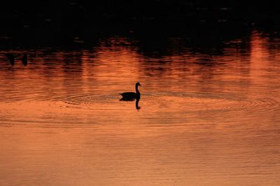 Silhouette bird swimming on lake during sunset