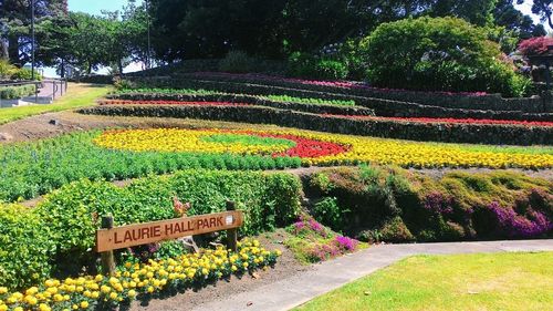 Multi colored flower plants in garden