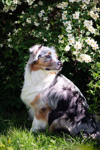 Australian shepherd  is sitting near blooming bush. full body portrait of a dog