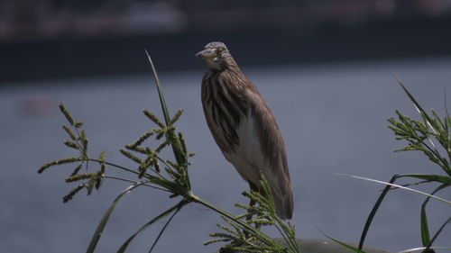 Heron perching by river