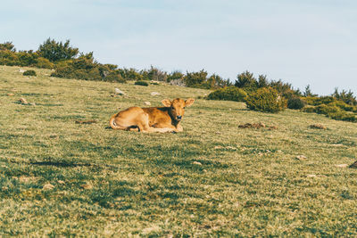 Horse in land