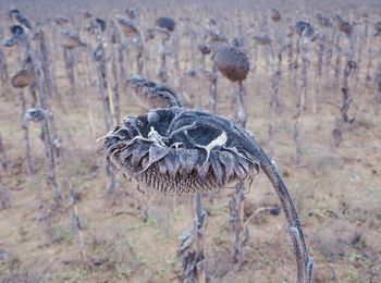 View of a bird on land