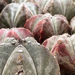 Full frame shot of vegetables