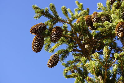 Low angle view of pine tree against sky