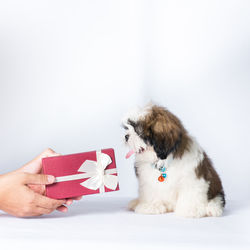 Midsection of person holding dog against white background