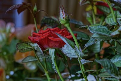 Close-up of red flowering plant