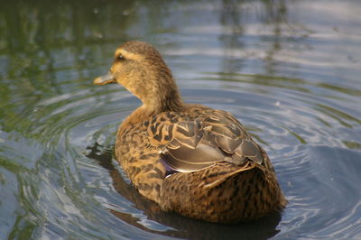 Close-up of duck swimming in lake