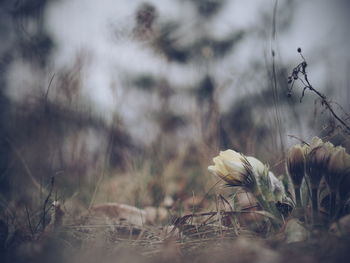 Close-up of flowers growing in field