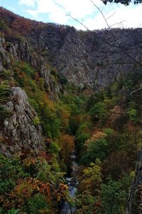 Scenic view of forest against sky