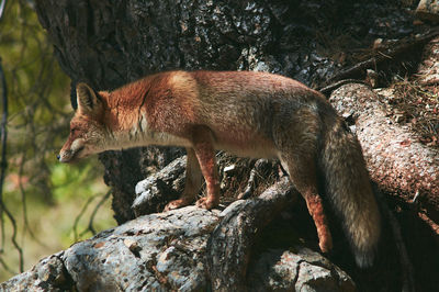 View of a tree trunk