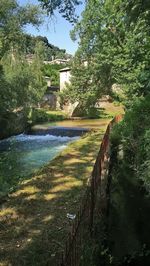 Scenic view of river amidst trees