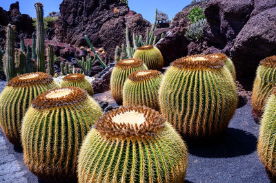 Close-up of succulent plant in garden