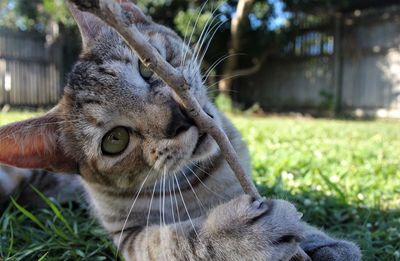 Close-up of a cat