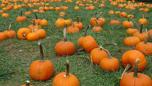 View of pumpkins on field during autumn
