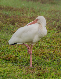 White duck in a field