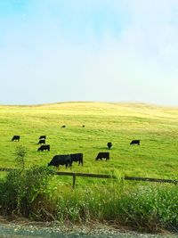 Sheep grazing on field against sky