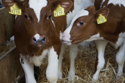 Close-up of cows