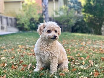 Close-up of dog sitting on field during autumn