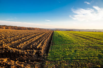 Scenic view of agricultural field against sky