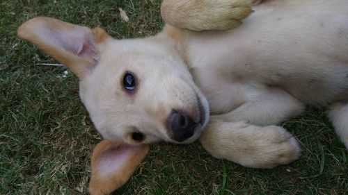 Close-up portrait of puppy lying on grass