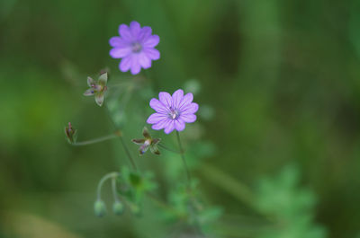 Close-up of purple flowering plant