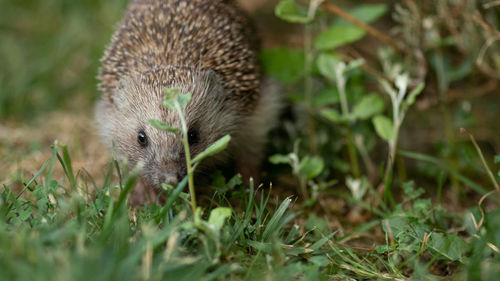 Close-up of an hedgehog on grass