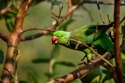 The rose-ringed parakeet  is a medium-sized parrot in the genus psittacula, 